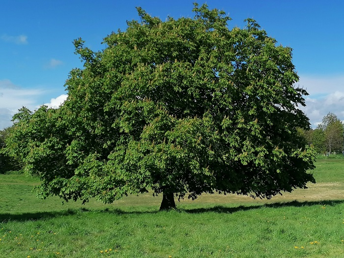 my_photo_Baum_IMMA.jpg